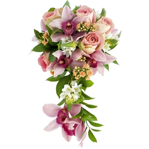 .     . Belflower -    .     .
